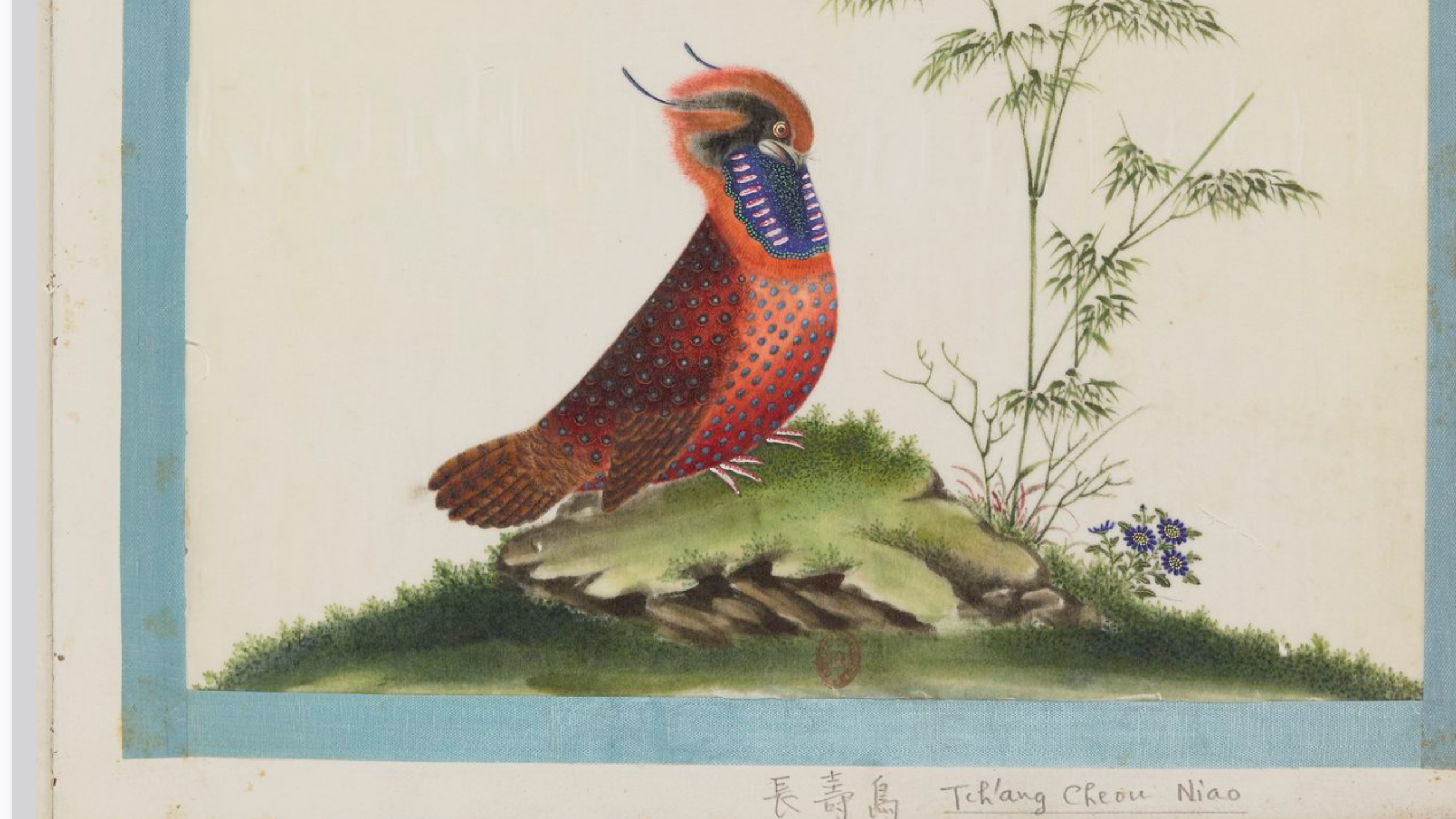 Recueil d'oiseaux peints — BNF OE153 · Tch'ang Cheou Niao